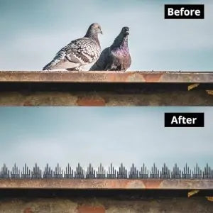 Birds Spike for Pigeon- Grey - 40