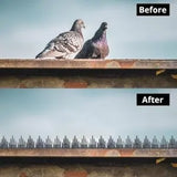 Birds Spike for Pigeon- Grey - 40