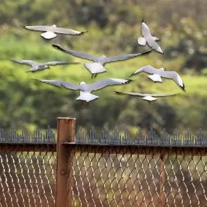 Birds Spike for Pigeon- Grey - 40